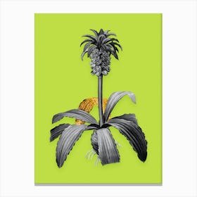 Vintage Eucomis Regia Black and White Gold Leaf Floral Art on Chartreuse n.0339 Canvas Print
