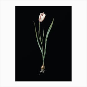 Vintage Lady Tulip Botanical Illustration on Solid Black n.0445 Canvas Print