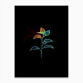 Rainbow Plant 9 Canvas Print