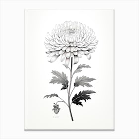 Chrysanthemums Flower Vintage Botanical 2 Canvas Print