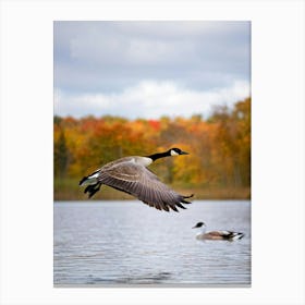 Canadian Geese In Flight 3 Canvas Print