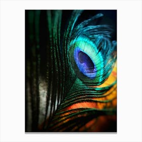 Peacock Feather Canvas Print