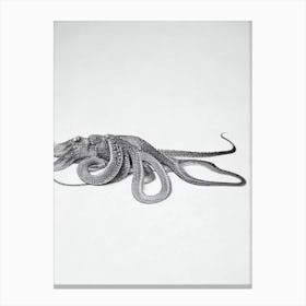Pacific Octopus Black & White Drawing Canvas Print