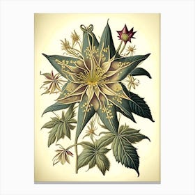 Star Flower Wildflower Vintage Botanical 1 Canvas Print