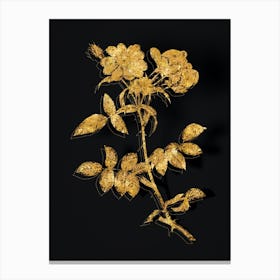 Vintage Lady Monson Rose Bloom Botanical in Gold on Black n.0320 Canvas Print