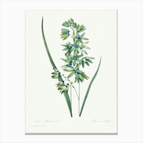 African Corn Lily, Pierre Joseph Redoute Canvas Print