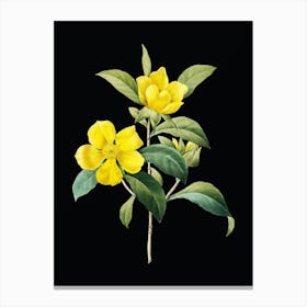Vintage Golden Guinea Vine Botanical Illustration on Solid Black n.0698 Canvas Print
