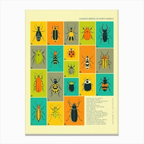 Common Beetles Of North America Canvas Print