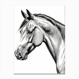 Highly Detailed Pencil Sketch Portrait of Horse with Soulful Eyes 6 Canvas Print