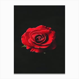 Red Rose 55 Canvas Print