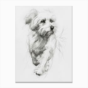 Coton De Tulear Dog Line Sketch 1 Canvas Print