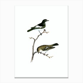 Vintage Pied Flycatcher Bird Illustration on Pure White Canvas Print