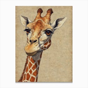 Giraffe 46 Canvas Print