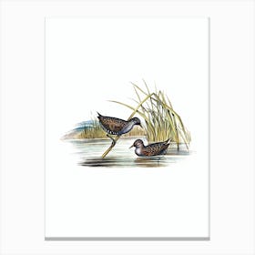 Vintage Spotted Water Crake Bird Illustration on Pure White n.0183 Canvas Print