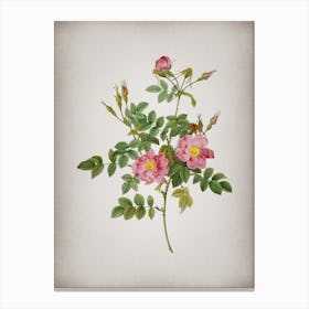 Vintage Pink Rosebush Bloom Botanical on Parchment n.0572 Canvas Print