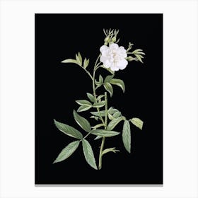 Vintage White Rose of York Botanical Illustration on Solid Black n.0341 Canvas Print
