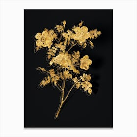 Vintage White Candolle's Rose Botanical in Gold on Black n.0036 Canvas Print