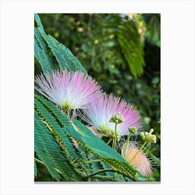 Flowering Tree In The Forest Canvas Print