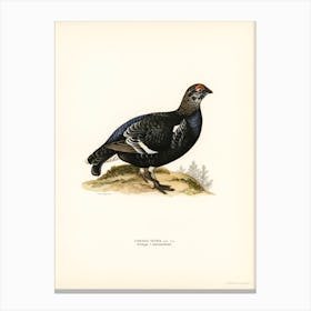 Black Grouse, The Von Wright Brothers Canvas Print