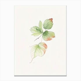 Wild Strawberry Leaf Minimalist Watercolour 1 Canvas Print