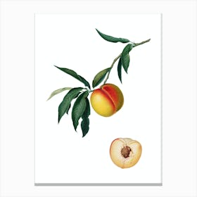 Vintage Peach Botanical Illustration on Pure White n.0041 Canvas Print