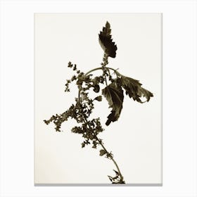 Florales · Plant End 6 Canvas Print