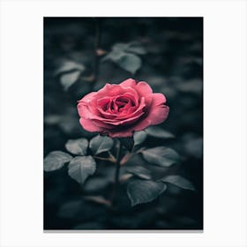 Rose In The Dark 24 Canvas Print