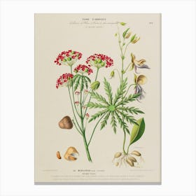 Geranium Canvas Print