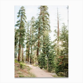 National Parks Yosemite Trees Canvas Print