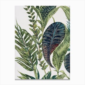 Trilobite Vintage Graphic Watercolour Canvas Print