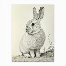 Mini Lop Rabbit Drawing 2 Canvas Print