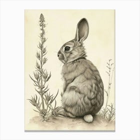 Chinchilla Rabbit Drawing 3 Canvas Print