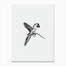 Macaw B&W Pencil Drawing 2 Bird Canvas Print