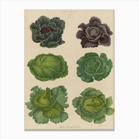 Cabbages 6 Canvas Print