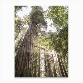 Redwoods Canvas Print