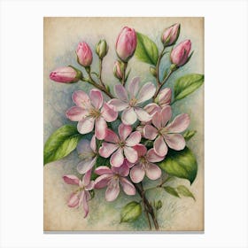 Apple Blossoms Canvas Print