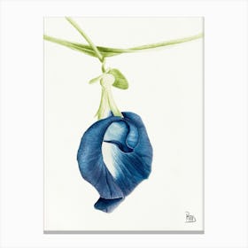 Blue Sweet Pea Watercolor Canvas Print