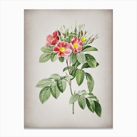 Vintage Pasture Rose Botanical on Parchment n.0425 Canvas Print
