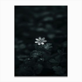 Flower In The Dark 22 Canvas Print