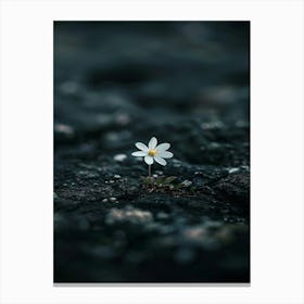 Small White Flower 1 Canvas Print