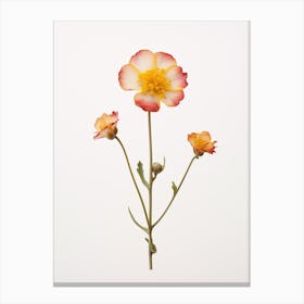 Pressed Flower Botanical Art Portulaca 2 Canvas Print