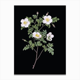 Vintage White Candolle's Rose Botanical Illustration on Solid Black n.0886 Canvas Print