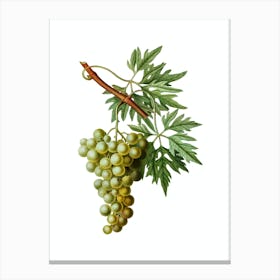 Vintage Grape Vine Botanical Illustration on Pure White n.0125 Canvas Print