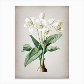 Vintage Crinum Giganteum Botanical on Parchment n.0844 Canvas Print