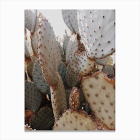 Prickly Cactus Canvas Print