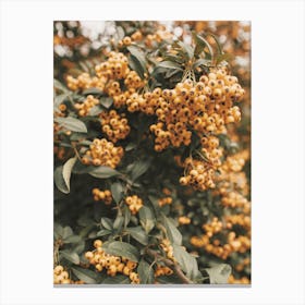 Orange Berries Canvas Print