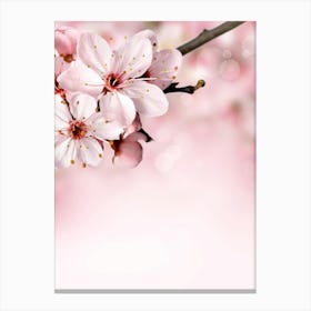 Cherry Blossoms Background Canvas Print