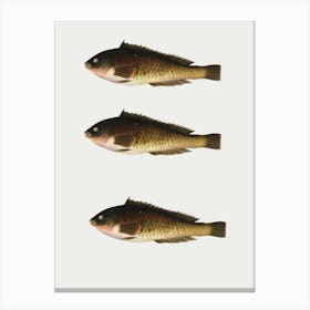 Three Fishes Canvas Print