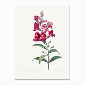 Anterinum From Choix Des Plus Belles Fleurs, Pierre Joseph Redouté Canvas Print