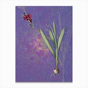 Vintage Gladiolus Mucronatus Botanical Illustration on Veri Peri n.0150 Canvas Print